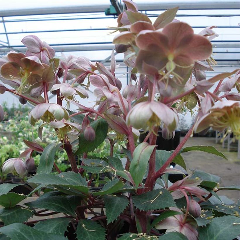 Hellébore sternii Boughton Beauty (Plant habit)