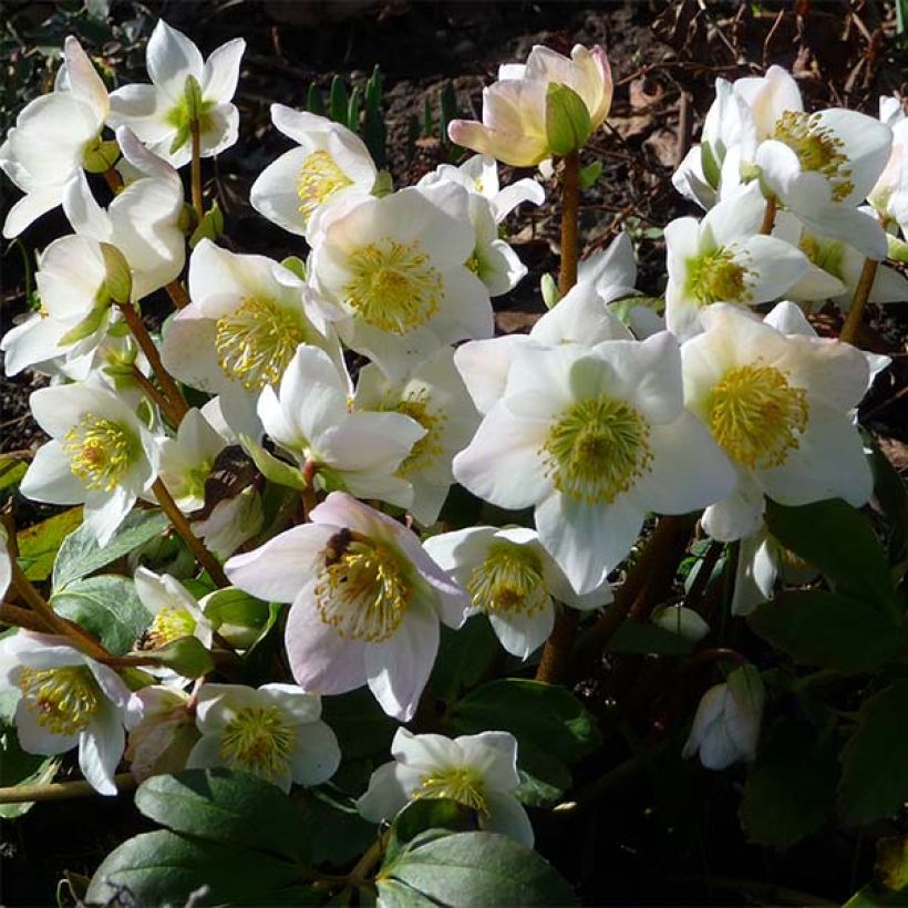 Hellébore niger - Rose de Noël (Flowering)