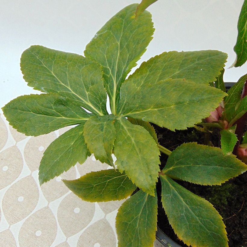 Hellébore orientale Magic Abricot guttatus (Foliage)