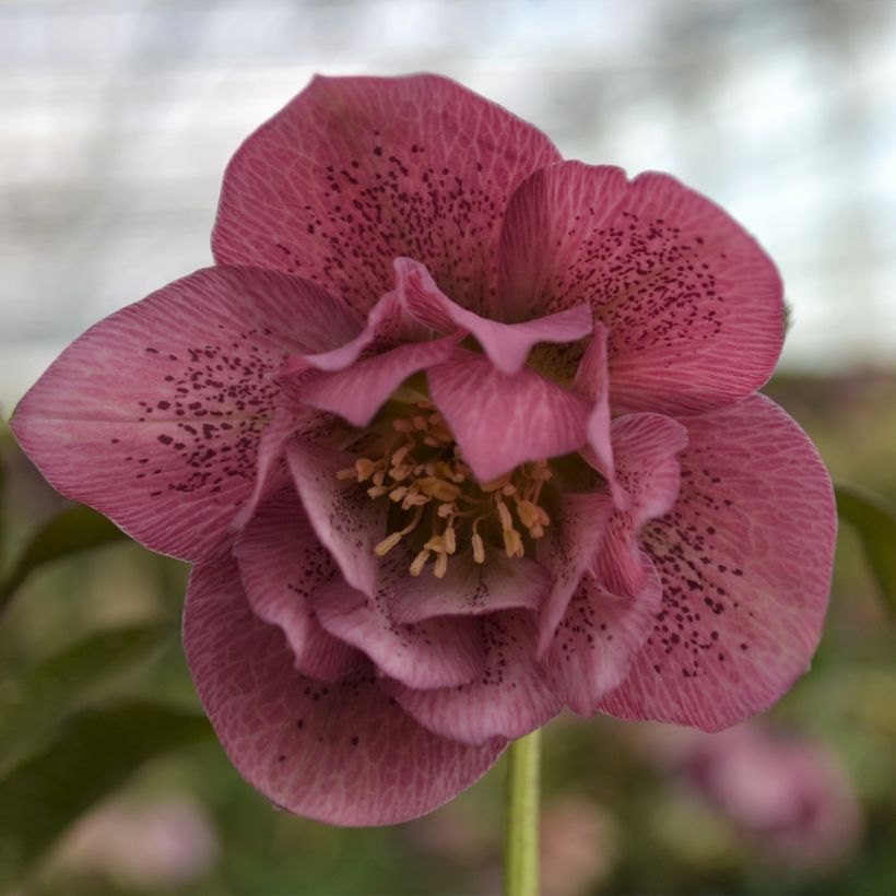 Hellébore orientale ViV Alessia (Flowering)