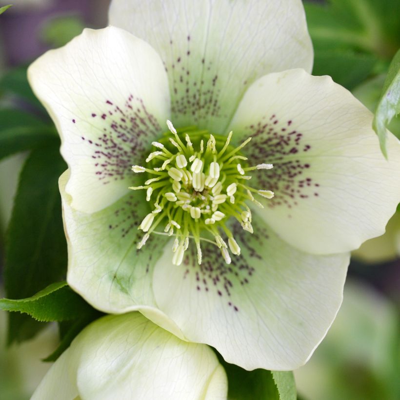 Helleborus Spotted hybride (Flowering)
