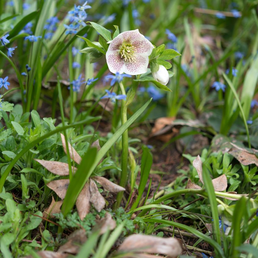 Helleborus Spotted hybride (Plant habit)