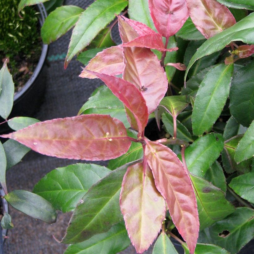 Helwingia chinensis - Helwingie de Chine (Foliage)