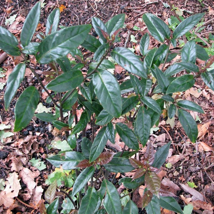 Helwingia chinensis - Helwingie de Chine (Plant habit)