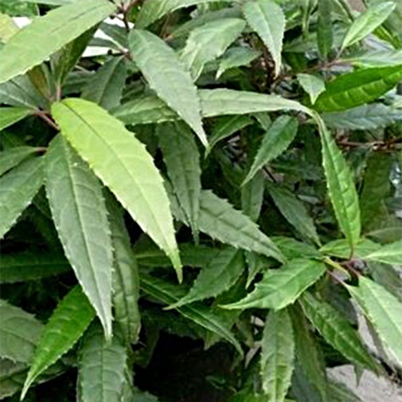 Helwingia chinensis Narrow Leaves - Helwingie de Chine à feuilles étroites (Foliage)
