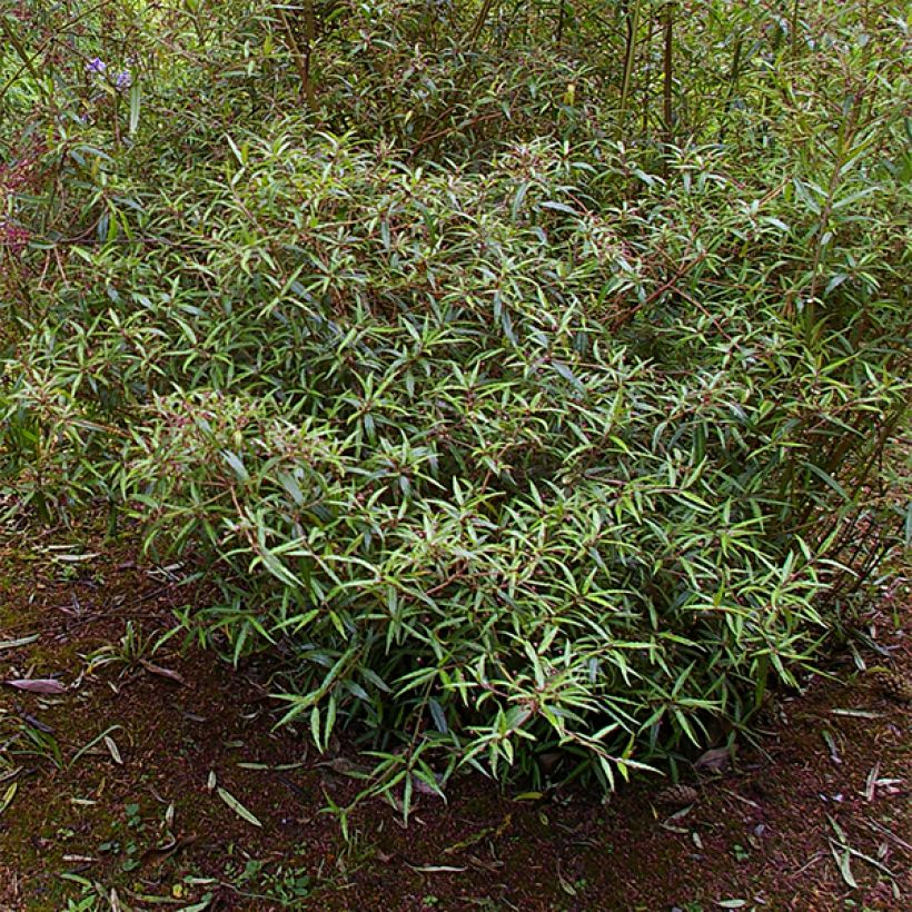 Helwingia chinensis Narrow Leaves - Helwingie de Chine à feuilles étroites (Plant habit)