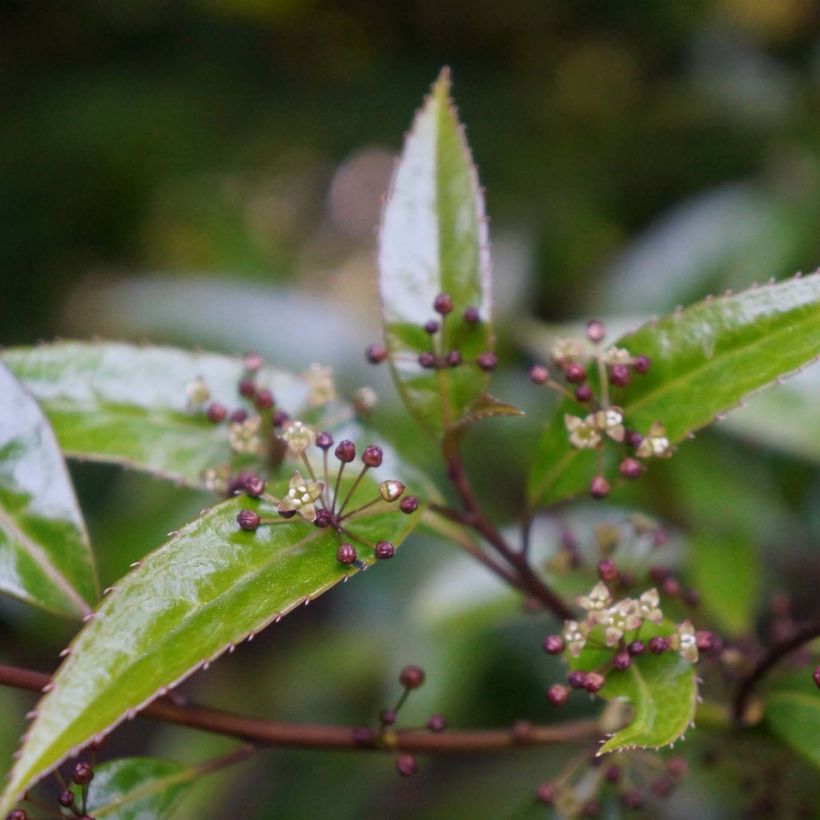 Helwingia himalaica - Helwingie de l'Himalaya (Flowering)