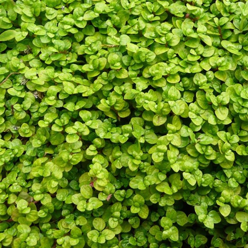 Helxine - Soleirolia soleirolii (Foliage)