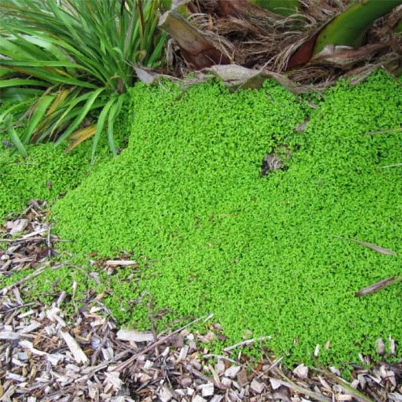 Helxine - Soleirolia soleirolii (Plant habit)