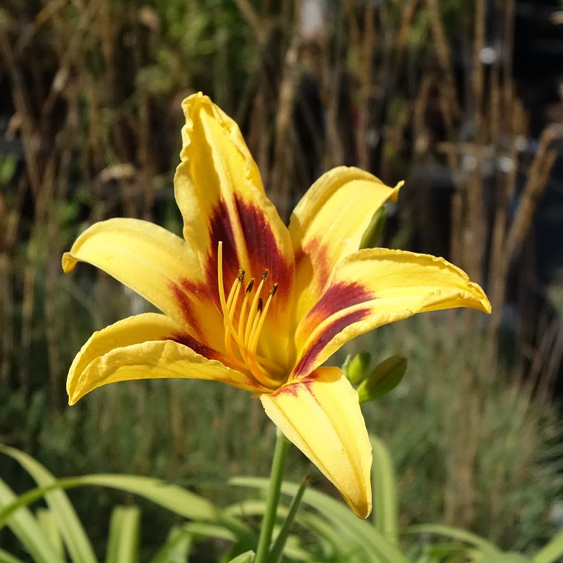 Hémérocalle Bonanza - Lis d'un jour (Flowering)