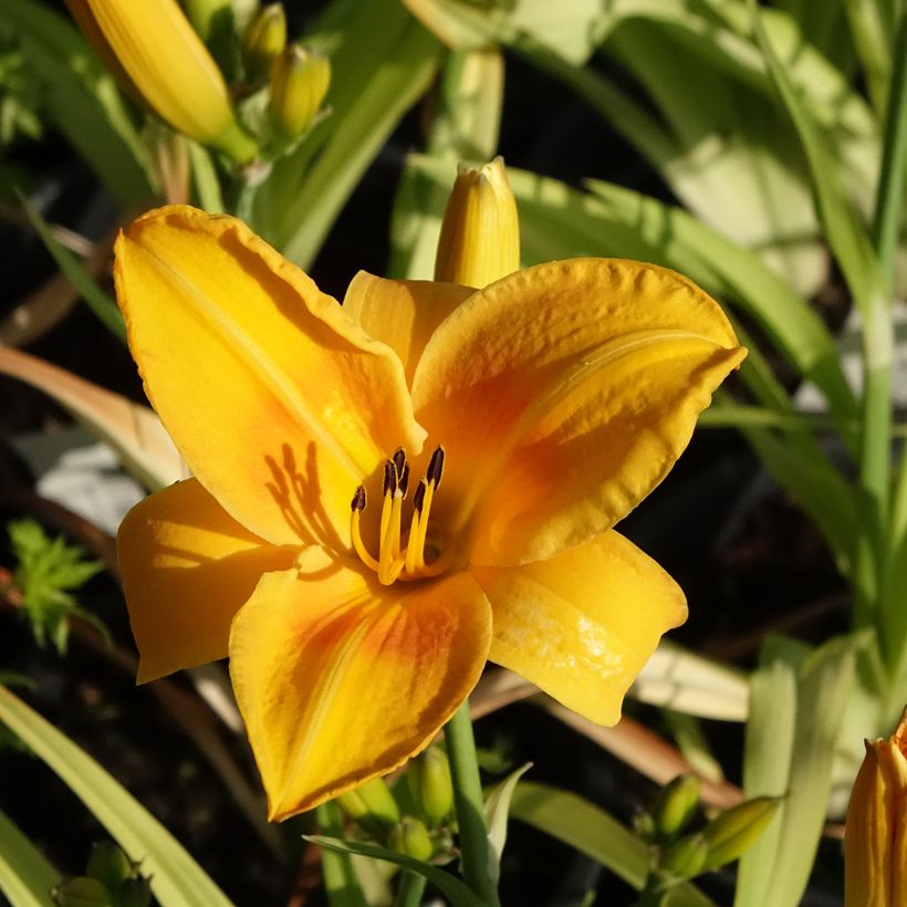 Hémérocalle Chicago Sunrise - Lis d'un jour (Flowering)