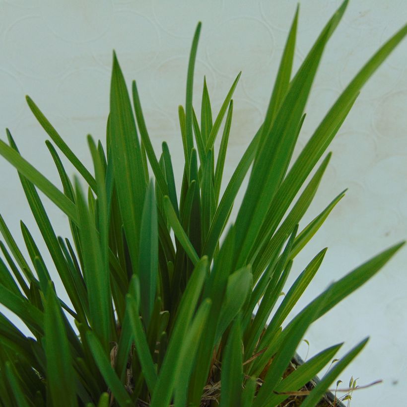 Hemerocalle Mini Stella - Lis d'un jour jaune vif (Foliage)