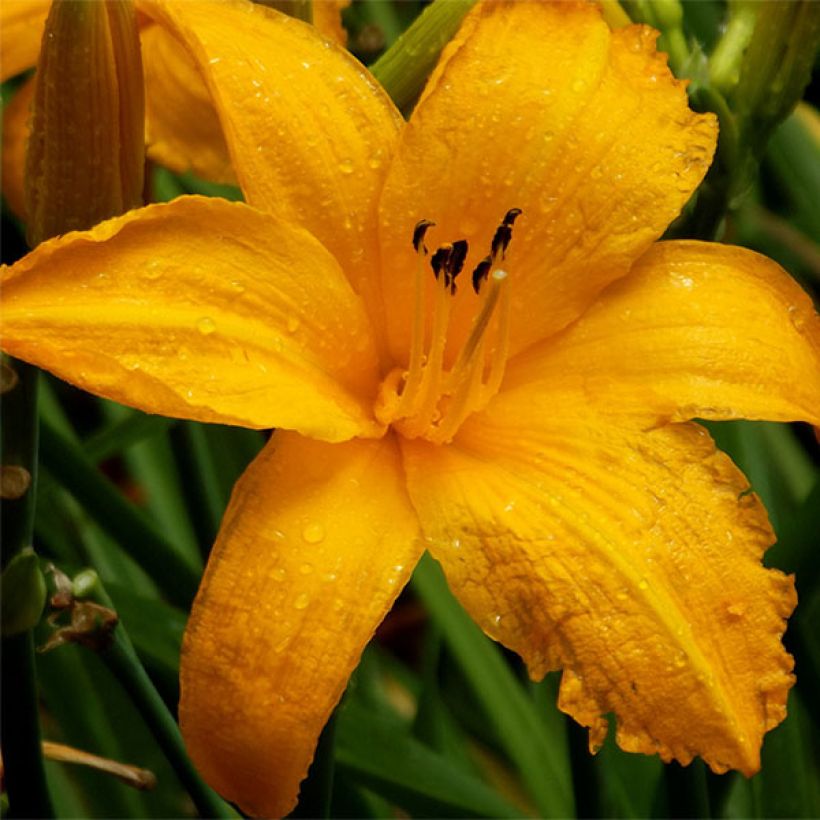 Hémérocalle Orange Prelude - Lis d'un jour orange vif (Flowering)