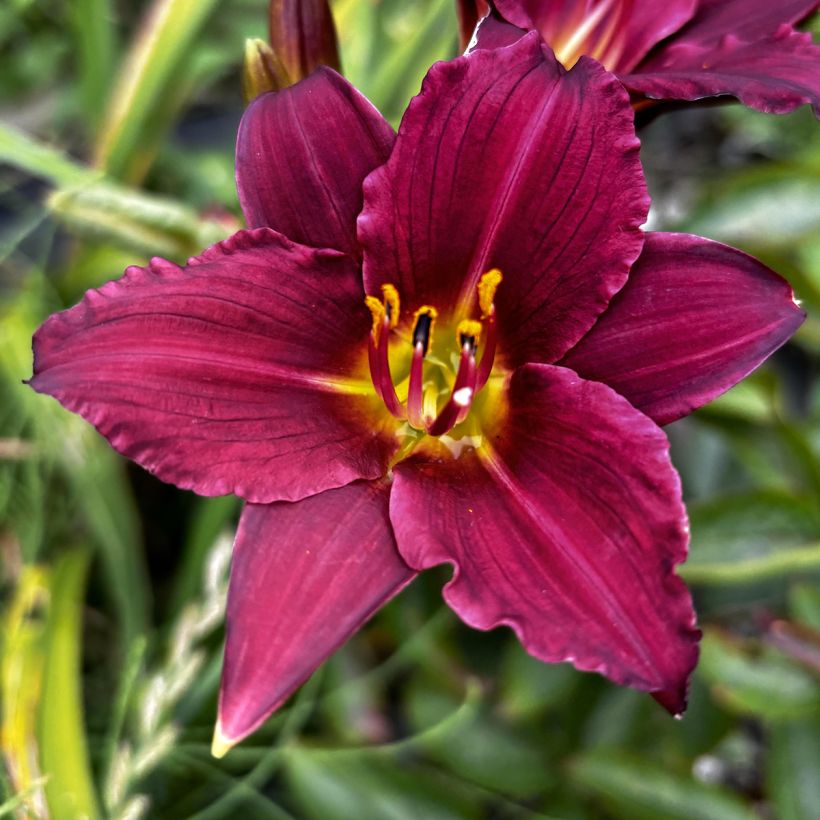 Hémérocalle Pardon Me - Lis d'un jour rouge sombre. (Flowering)