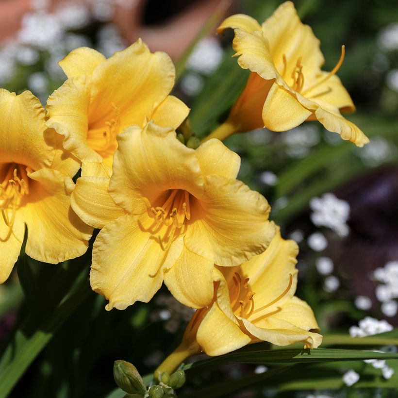 Hémérocalle Stella de Oro - Lis d'un Jour jaune (Flowering)