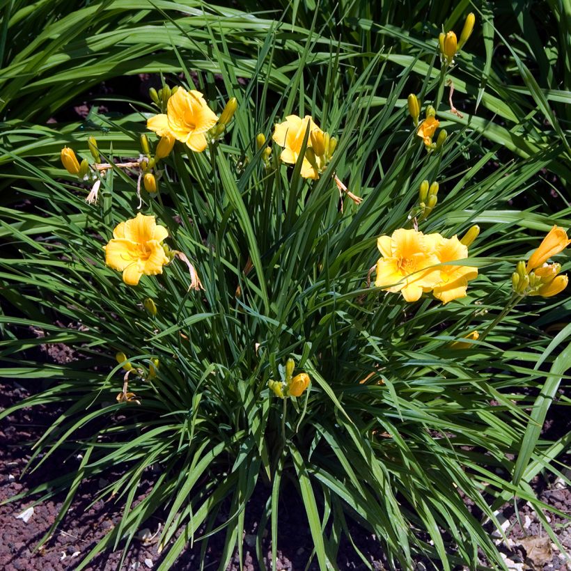 Hémérocalle Stella de Oro - Lis d'un Jour jaune (Plant habit)