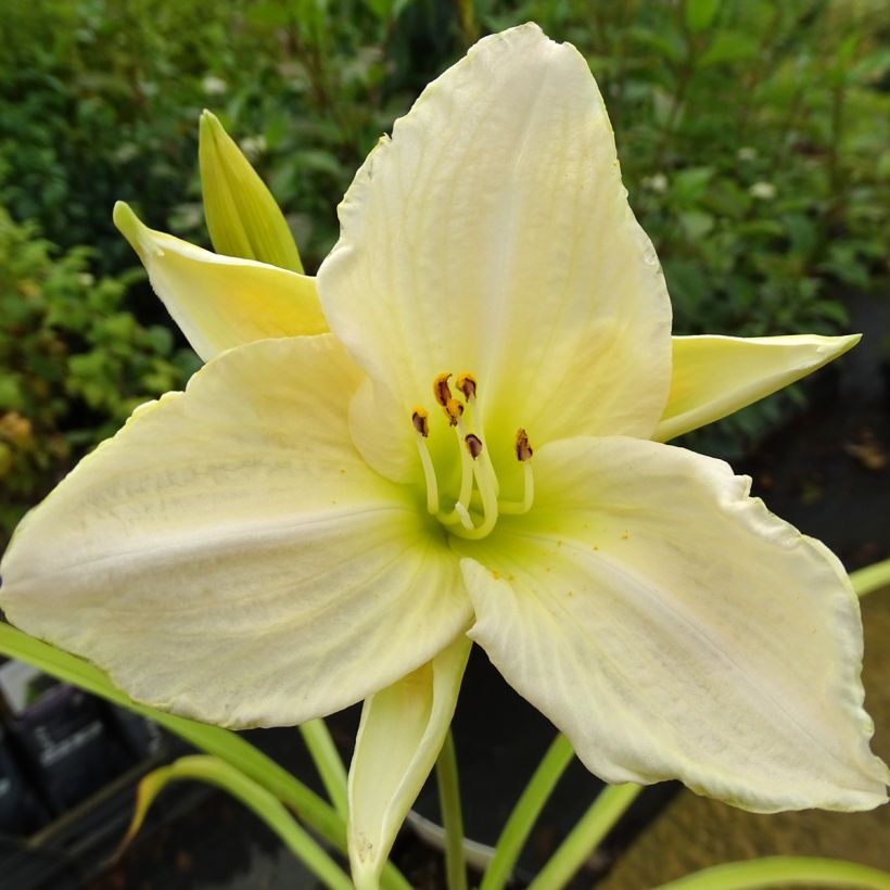 Hémérocalle White Temptation - Lis d'un jour (Flowering)