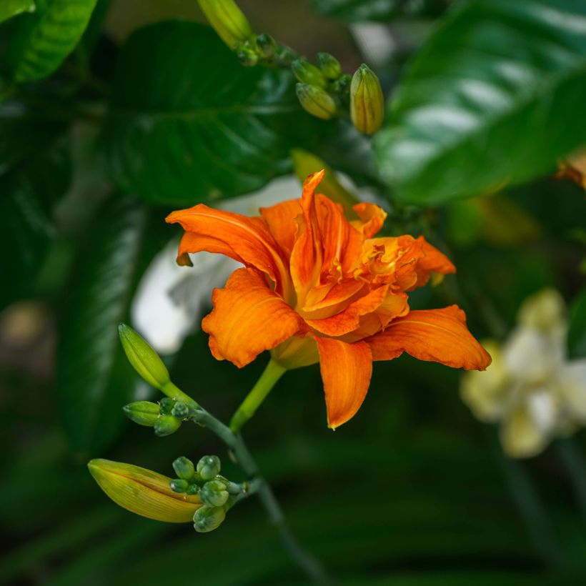 Hémérocalle fulva Flore Pleno - Lis d'un jour (Flowering)