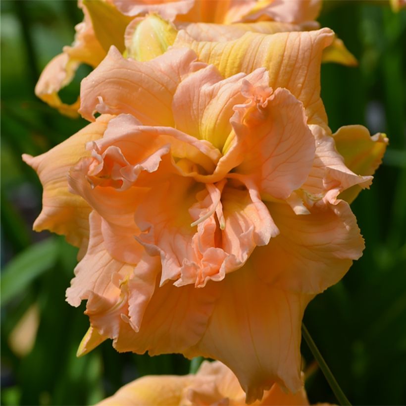 Hémérocalle In Excess - Lis d'un jour (Flowering)