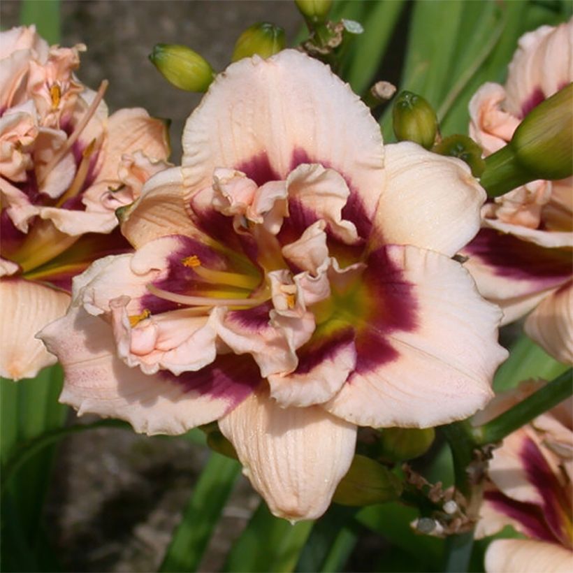 Hémérocalle Roswitha - Lis d'un jour (Flowering)