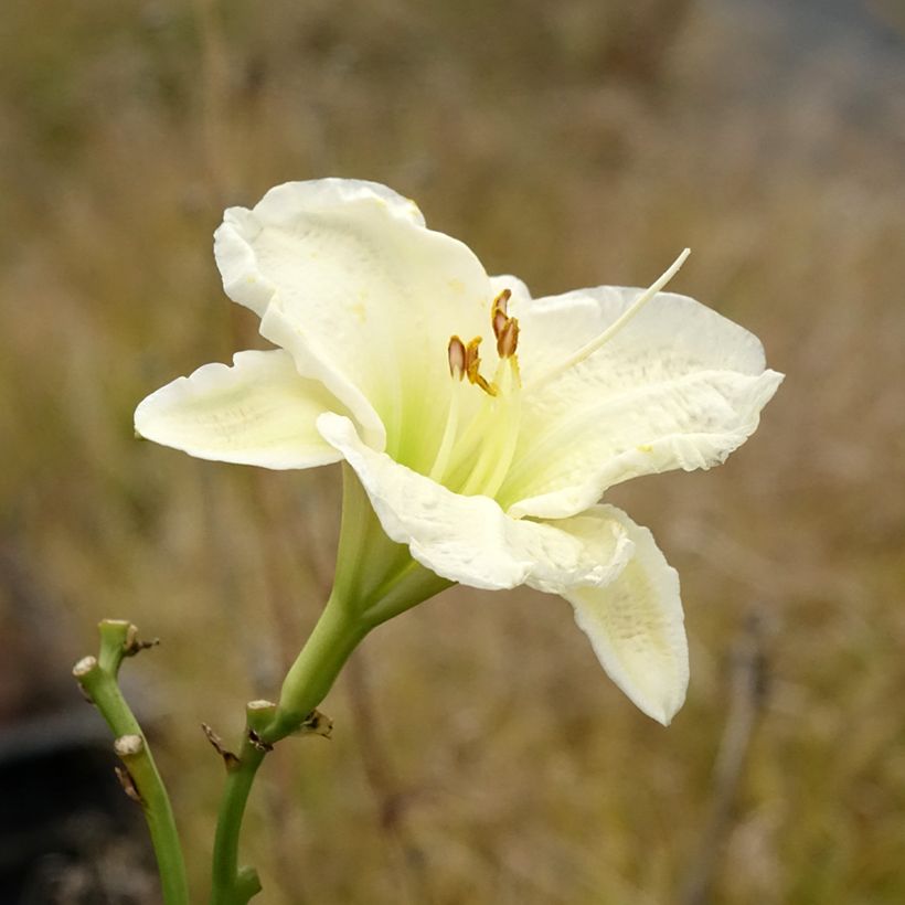 Hémérocalle ou hemerocallis Gentle Shepherd (Flowering)