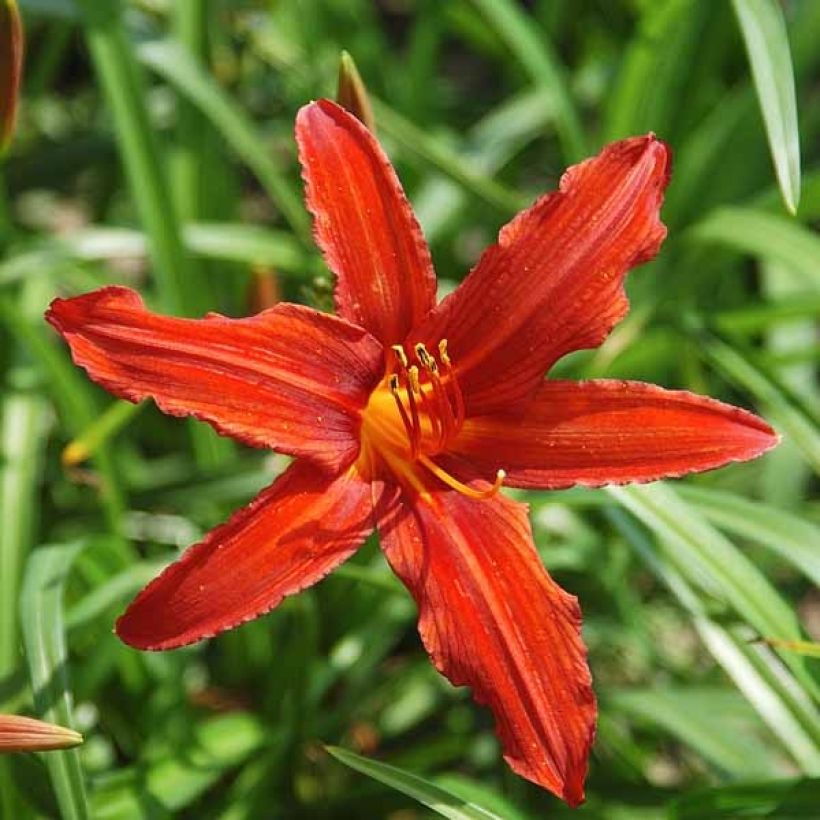 Hémérocalle Sammy Russel - Lis d'un jour (Flowering)
