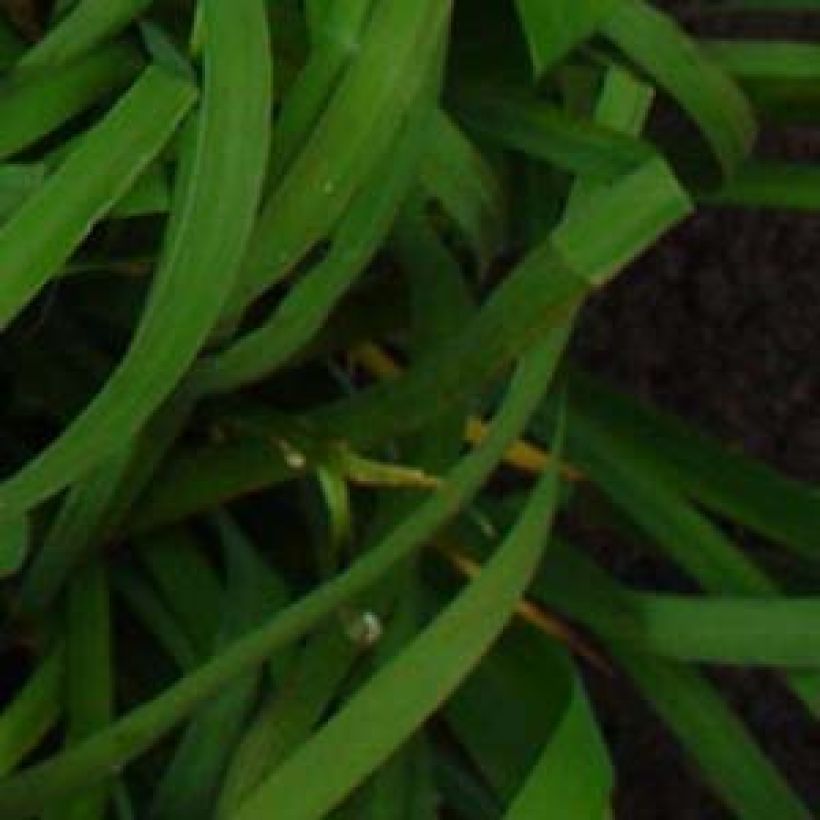 Iris de Sibérie - Iris sibirica Moon Silk (Foliage)