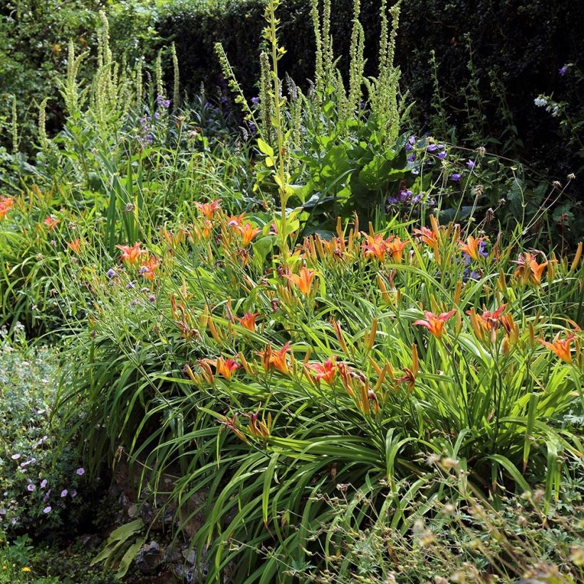 Hémérocalle fulva - Lis d'un jour (Plant habit)