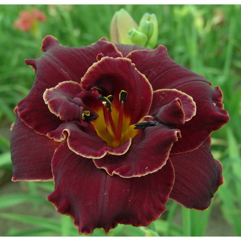 Hémérocalle Night Embers - Lis d'un Jour (Flowering)