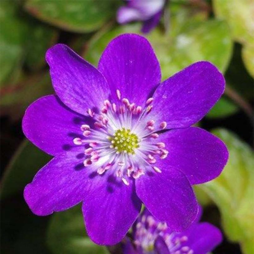 Hepatica nobilis Purple Forest - Anémone hépatique (Flowering)