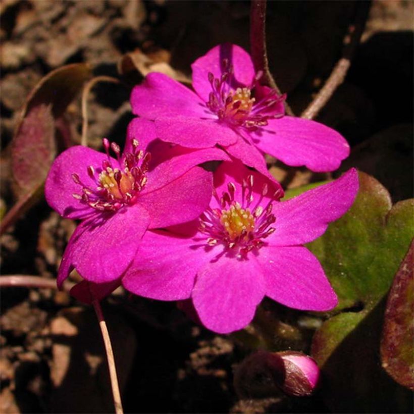 Hepatica nobilis Red Forest - Anémone hépatique (Flowering)