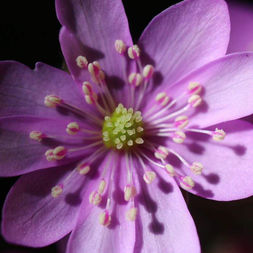 Hepatica nobilis Rosea, Anémone Hépatique (Flowering)
