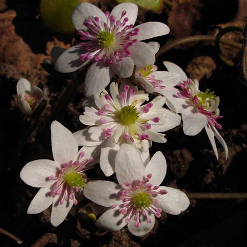 Hepatica nobilis White Forest - Anémone hépatique (Flowering)