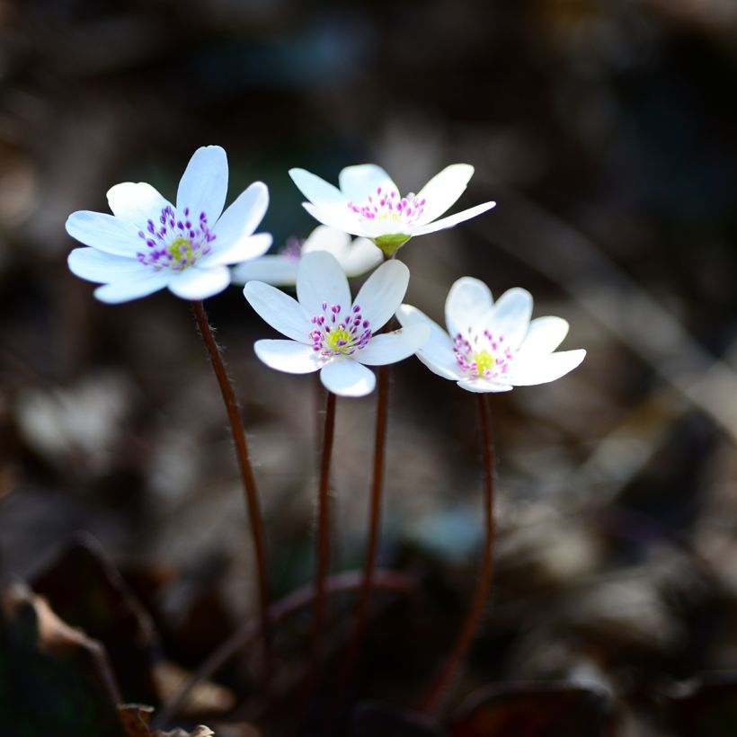 Hepatica nobilis White Forest - Anémone hépatique (Plant habit)