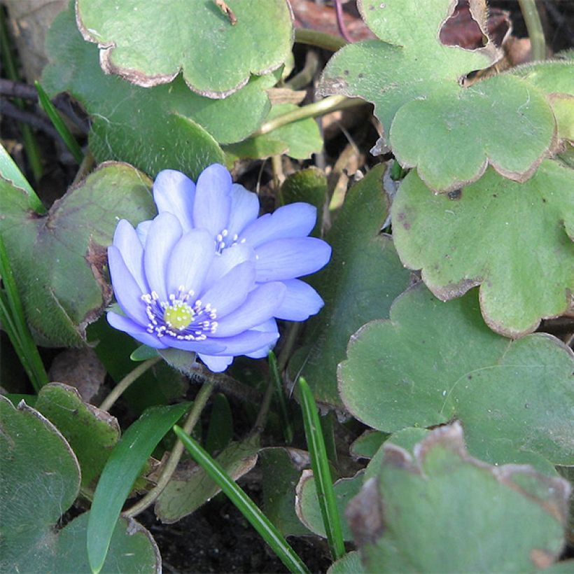 Hepatica transsilvanica De Buis, Anémone Hépatique (Foliage)