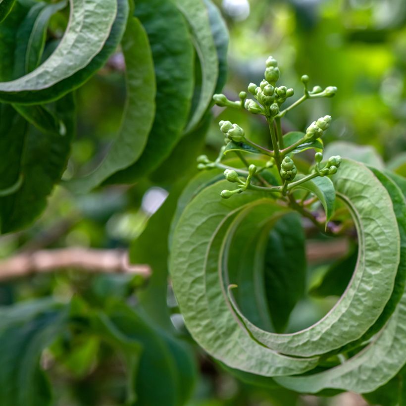 Heptacodium miconioides Temple of Bloom - Arbre aux sept fleurs (Foliage)