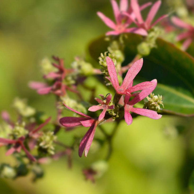 Heptacodium miconioides Tianshan - Arbre aux 7 fleurs (Flowering)