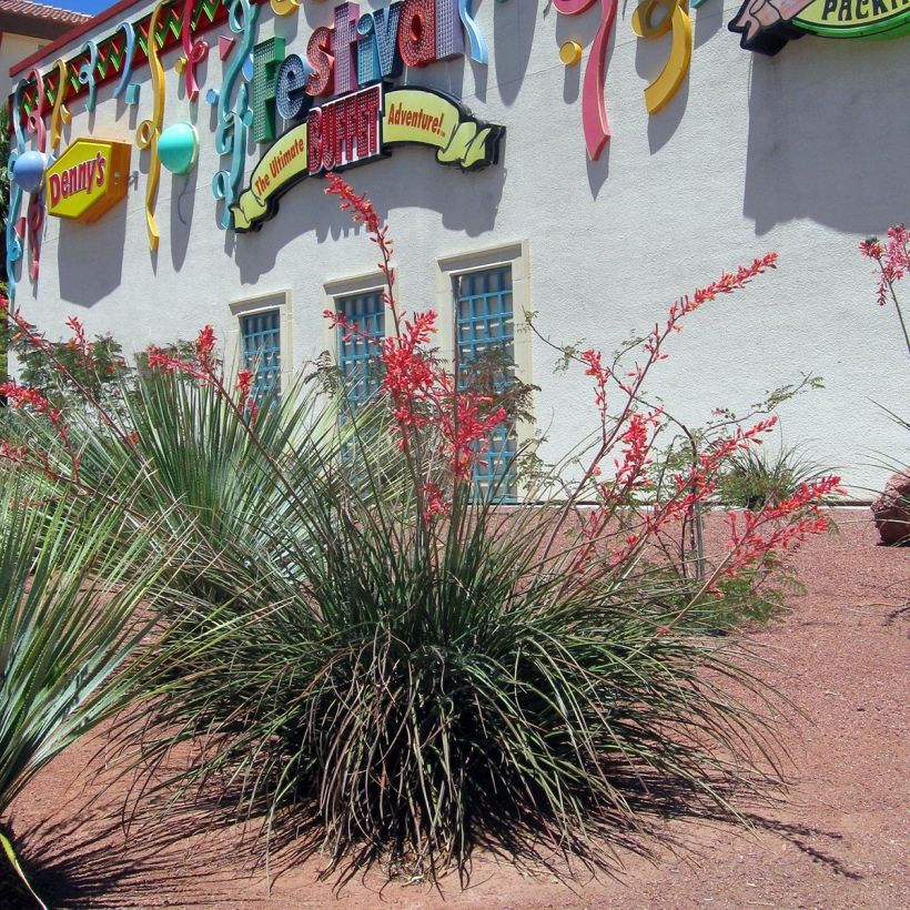 Hesperaloe parviflora - Yucca rouge (Plant habit)