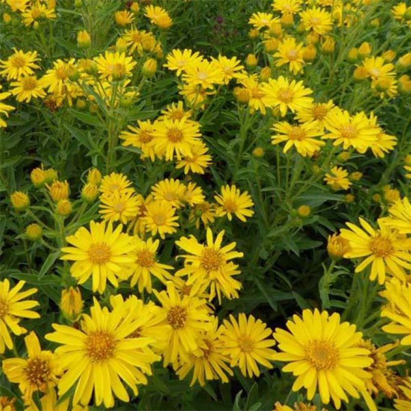 Heterotheca villosa Golden Sunshine - Aster jaune (Flowering)