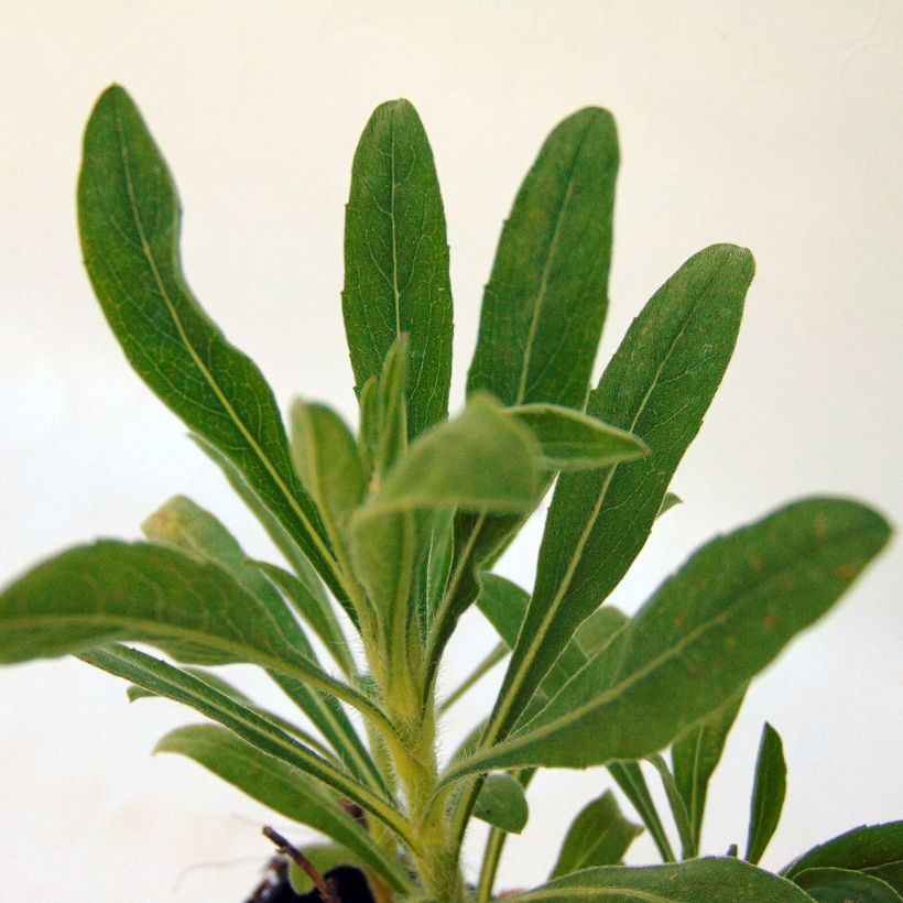 Heterotheca villosa Golden Sunshine - Aster jaune (Foliage)