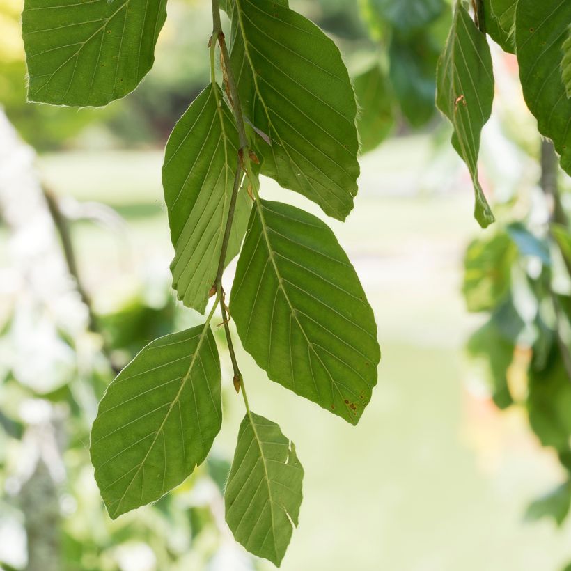 Hêtre pleureur - Fagus sylvatica Pendula (Foliage)
