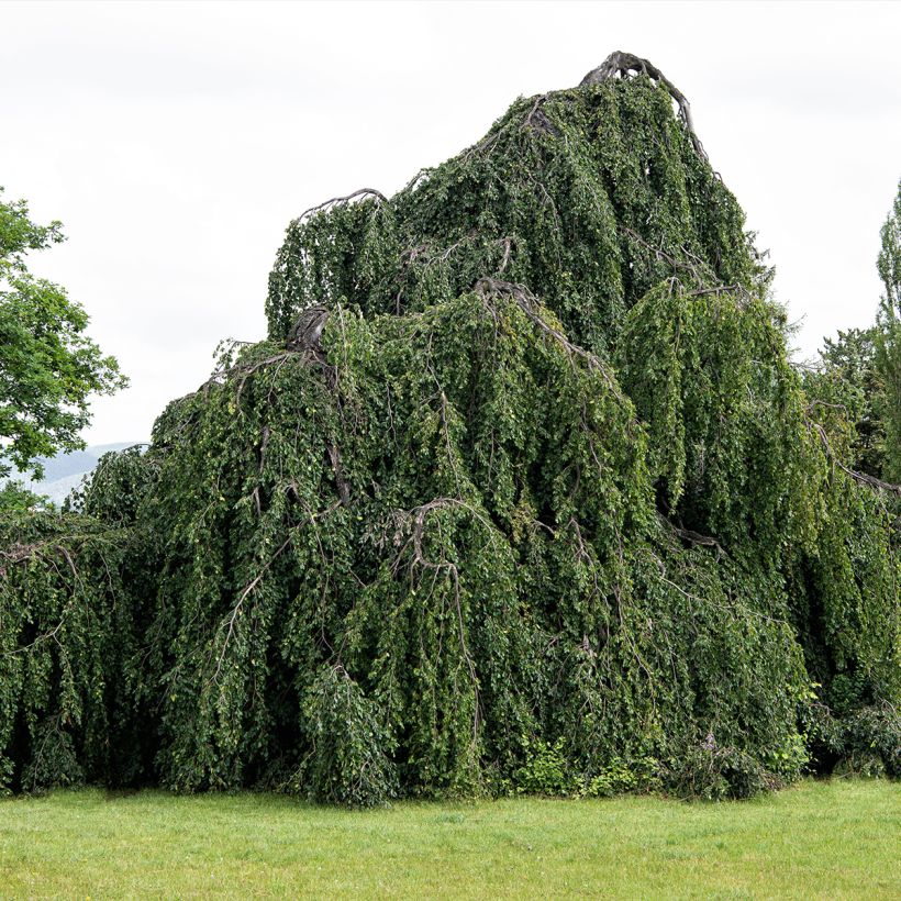 Hêtre pleureur - Fagus sylvatica Pendula (Plant habit)