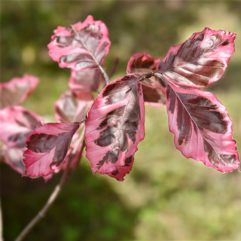 Hêtre pourpre panaché - Fagus sylvatica Purpurea Tricolor (Foliage)