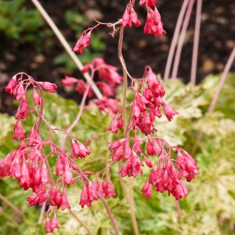 Heuchère - Heuchera Coral Cloud (Flowering)