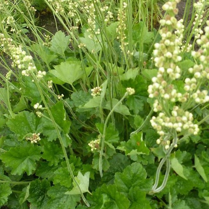 Heuchère - Heuchera Green Ivory (Foliage)