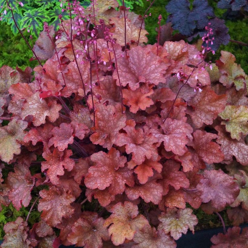 Heuchère - Heuchera Indian Summer Cranberry (Foliage)