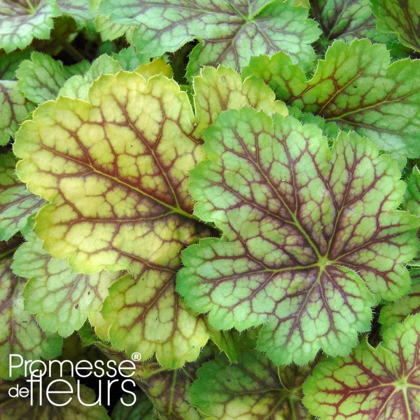 Heuchère - Heuchera Master Painters Van Gogh (Foliage)