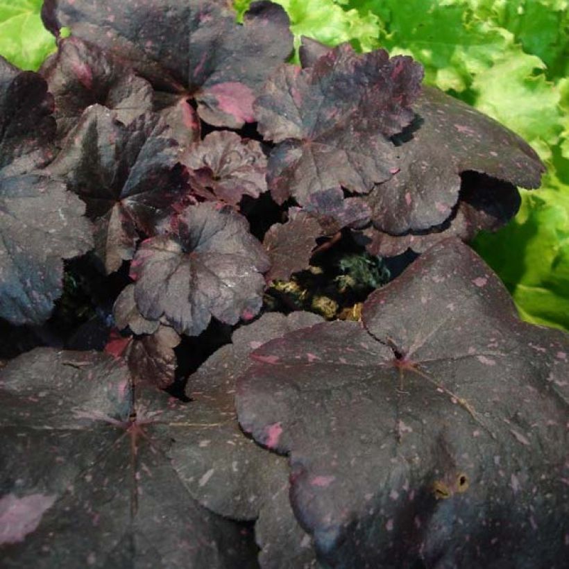 Heuchère - Heuchera Midnight Rose (Foliage)