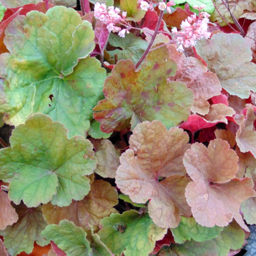 Heuchère - Heuchera Pink Pearls (Foliage)