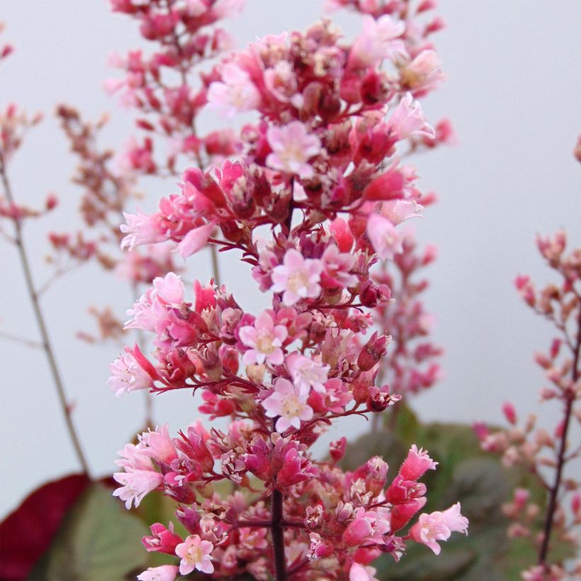 Heuchère - Heuchera Pink Pearls (Flowering)